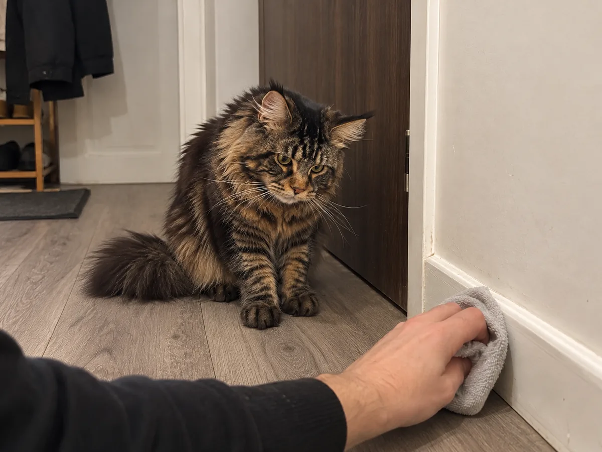 A hand wipes the skirting board beside a door with a damp cloth while the brown tabby Maine Coon sits nearby and watches.