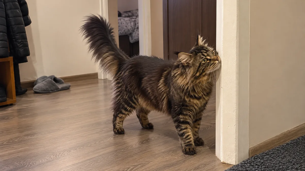 A brown tabby Maine Coon sniffs the corner of a hallway doorframe, tail held up.