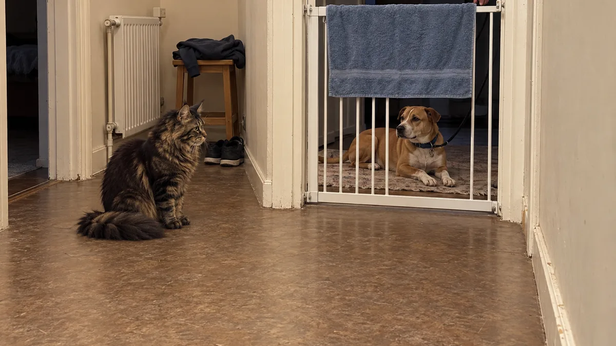 Un maine coon atigrado marrón, sentado en el pasillo, observa a un perro tranquilo con correa a través de una barrera para bebés medio tapada con una toalla.