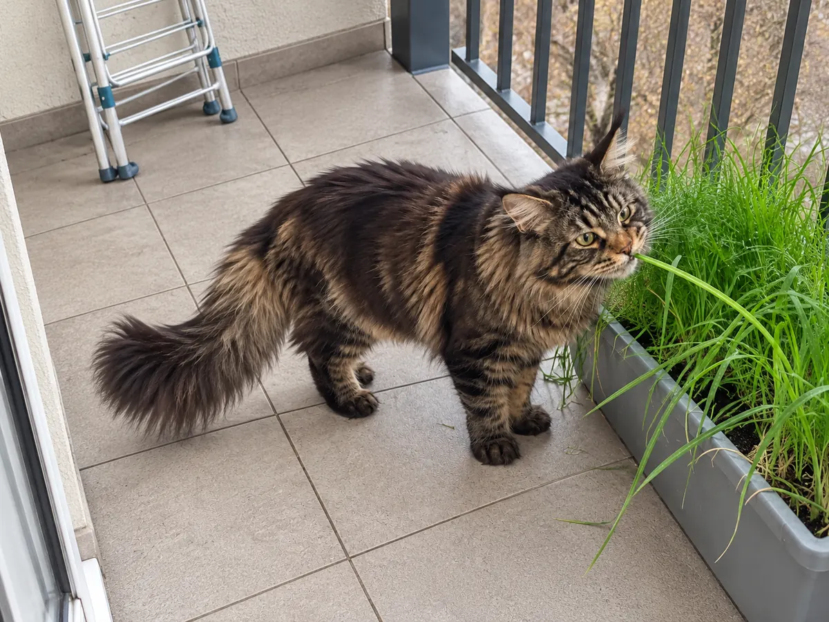 Un maine coon atigrado marrón mordisquea pasto alto que crece en una jardinera de un balcón pequeño.