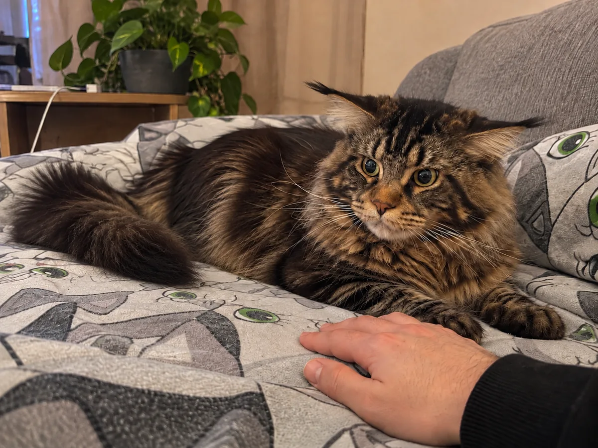 A brown tabby Maine Coon lies on a sofa next to a person’s still hand, ears turned to the sides and pupils wide.