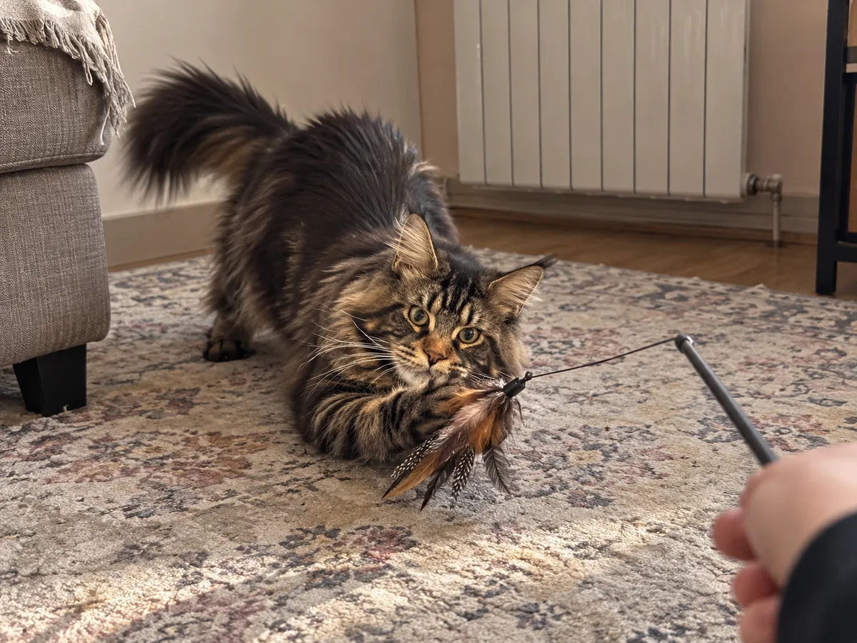 A brown tabby Maine Coon on a rug grabs the feathers of a fishing-rod toy, while the person holding the rod sits well back.
