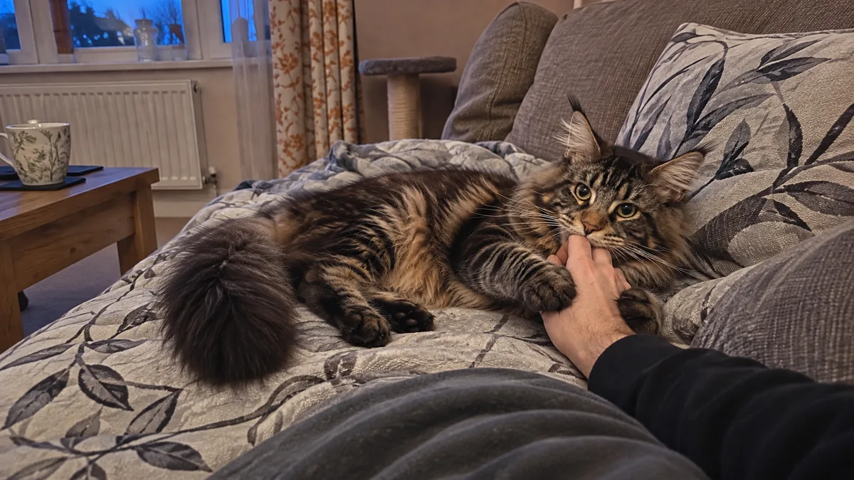 A brown tabby Maine Coon on the sofa holds a person’s hand with both front paws, mouth softly open against the fingers.